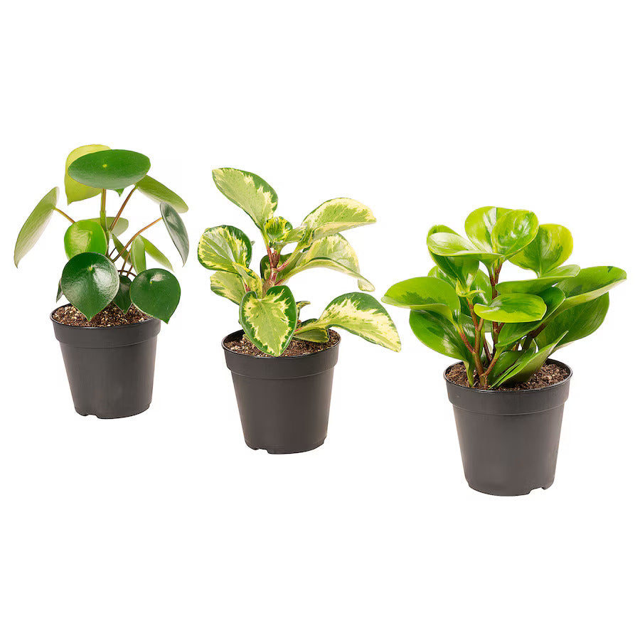 Peperomia Plant Bundle