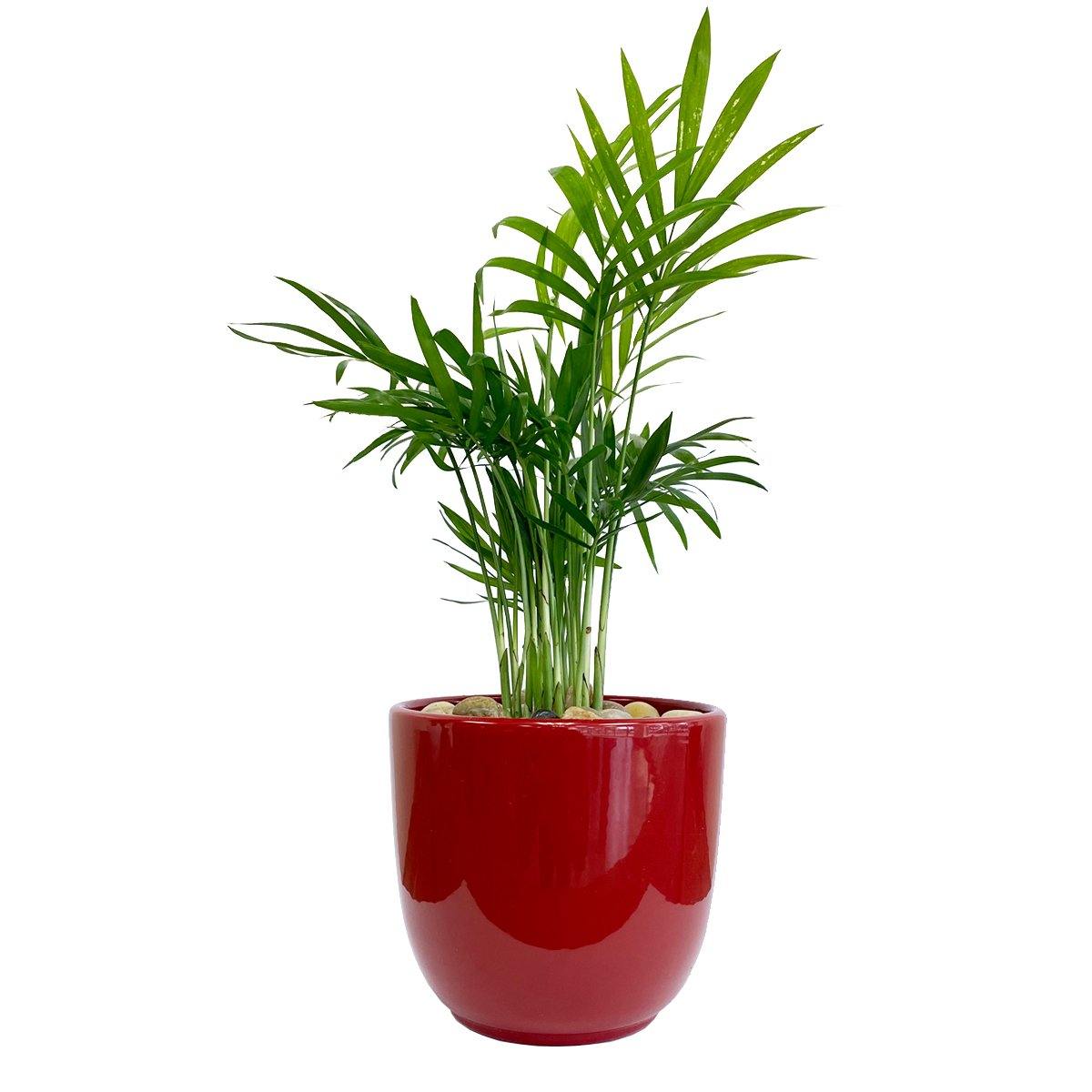 Palm Springs - Geoponics Inc