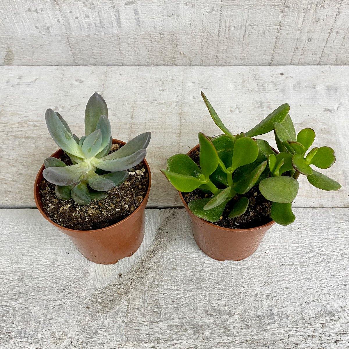 3.5" Succulent (Assorted) - Plant Club | Geoponics