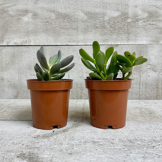 3.5" Succulent (Assorted) - Plant Club | Geoponics