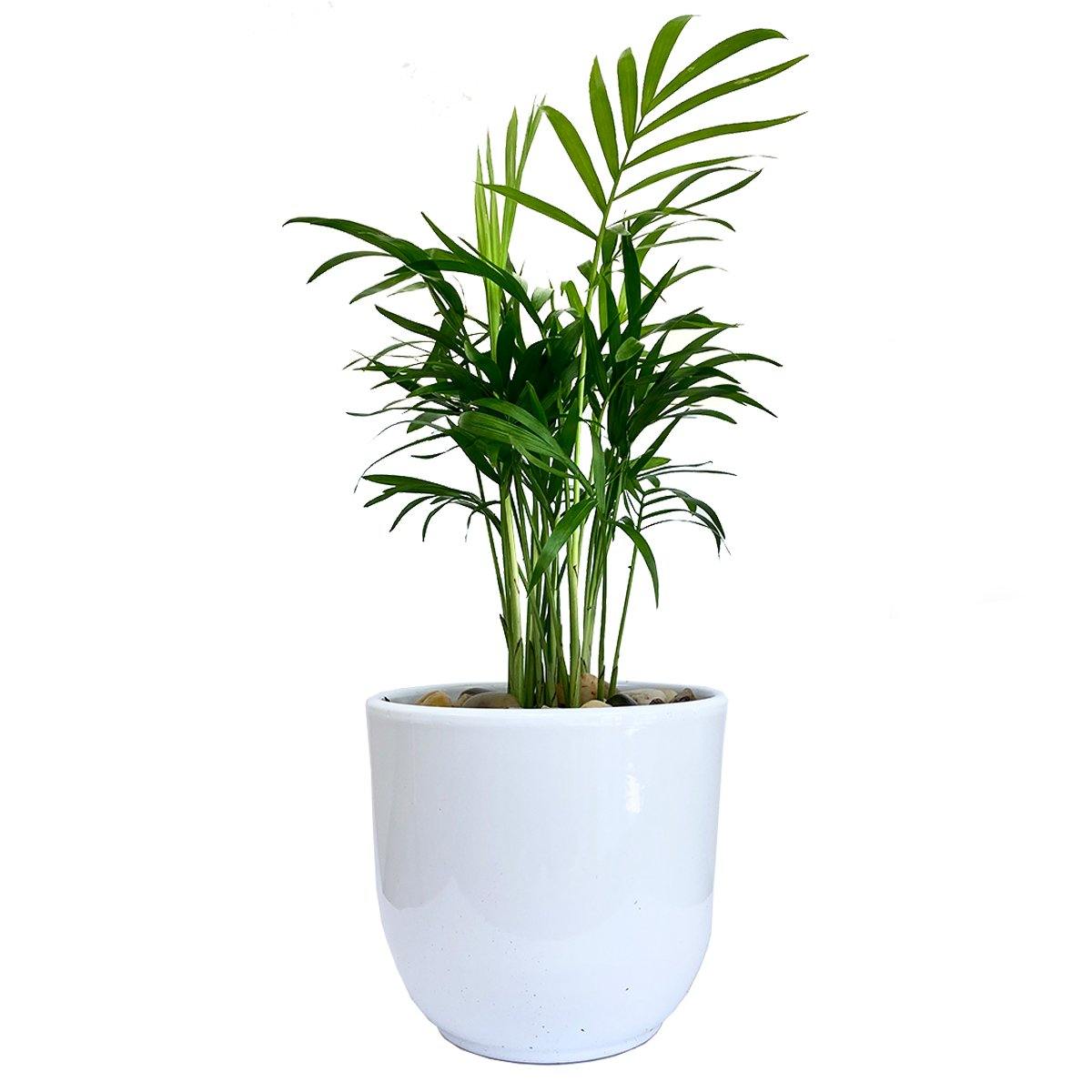 Palm Springs - Geoponics Inc