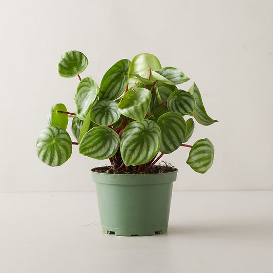 Watermelon Peperomia - Geoponics Inc