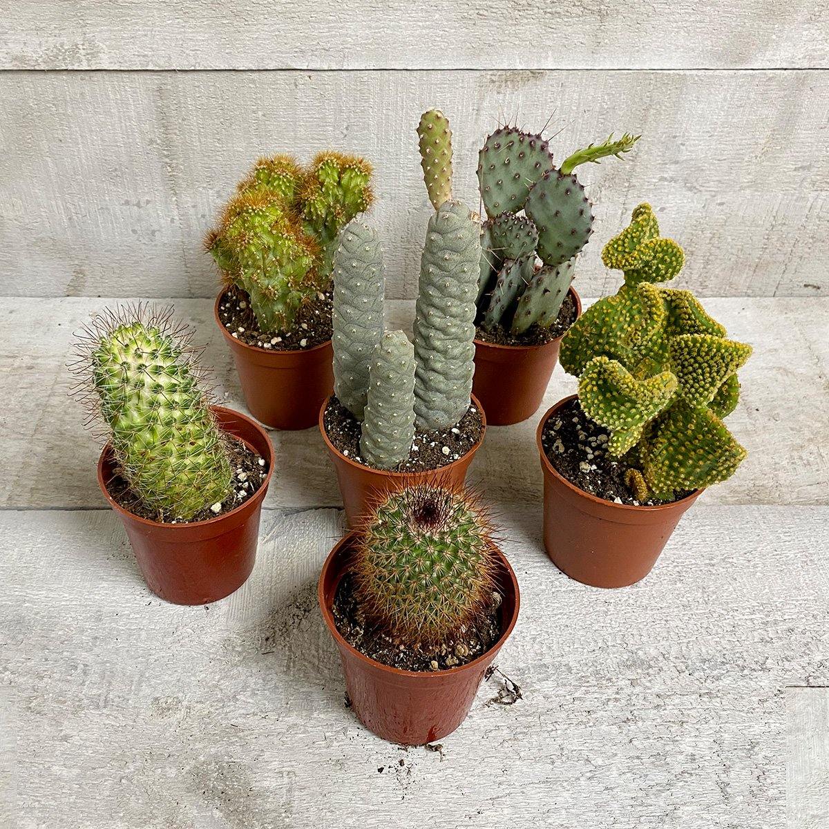 Big Pricks (Multi-pack) - Geoponics Inc