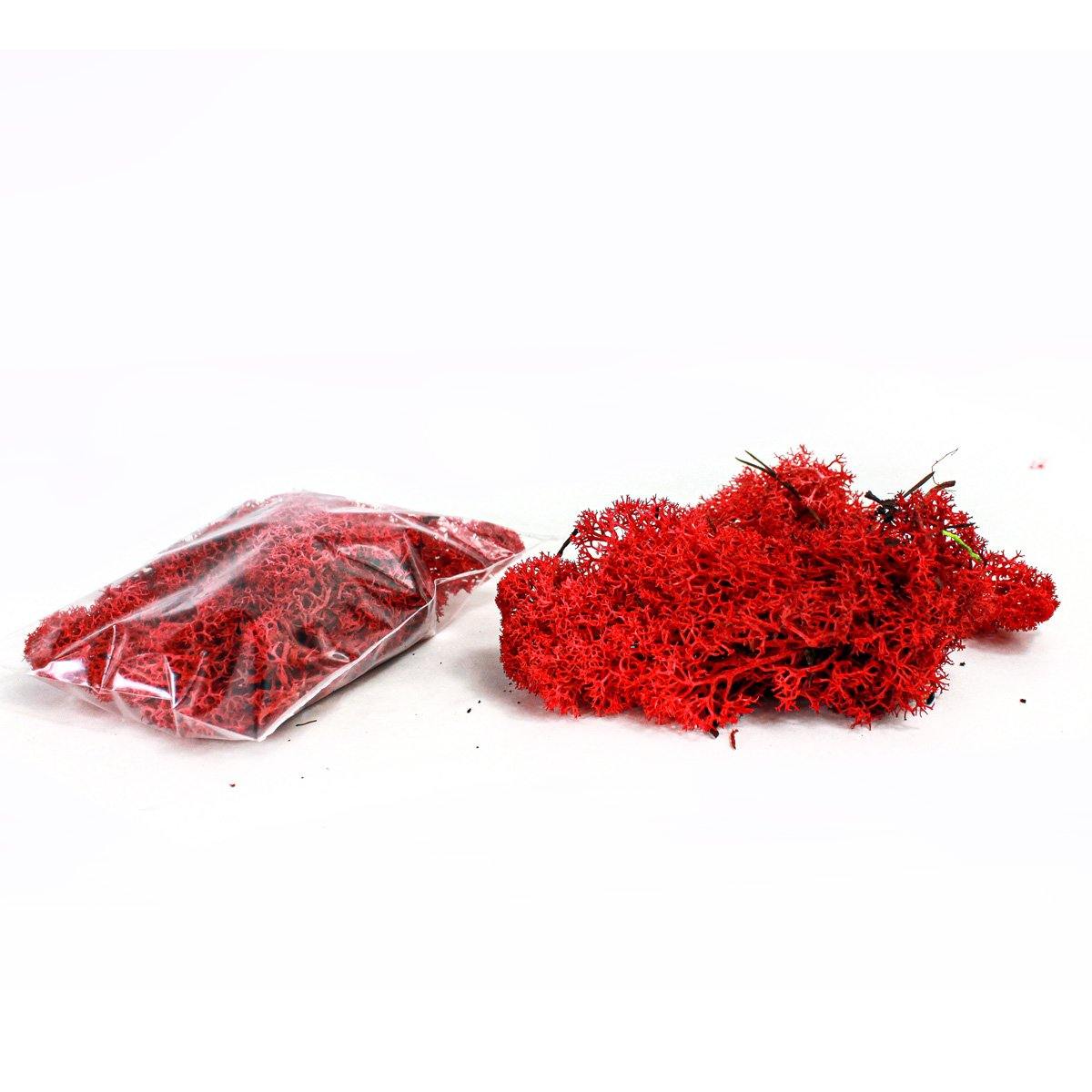 Reindeer Moss - Geoponics Inc