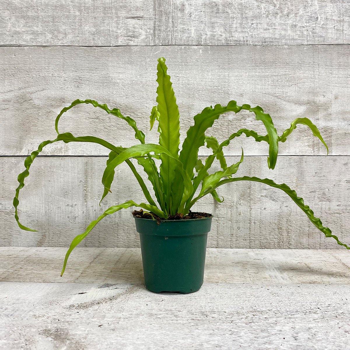 4" Birds Nest Fern (Assorted) - Plant Club | Geoponics