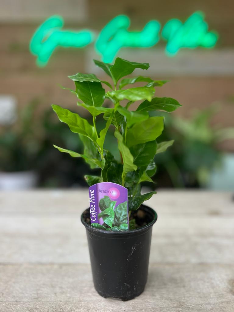 Coffee Plant