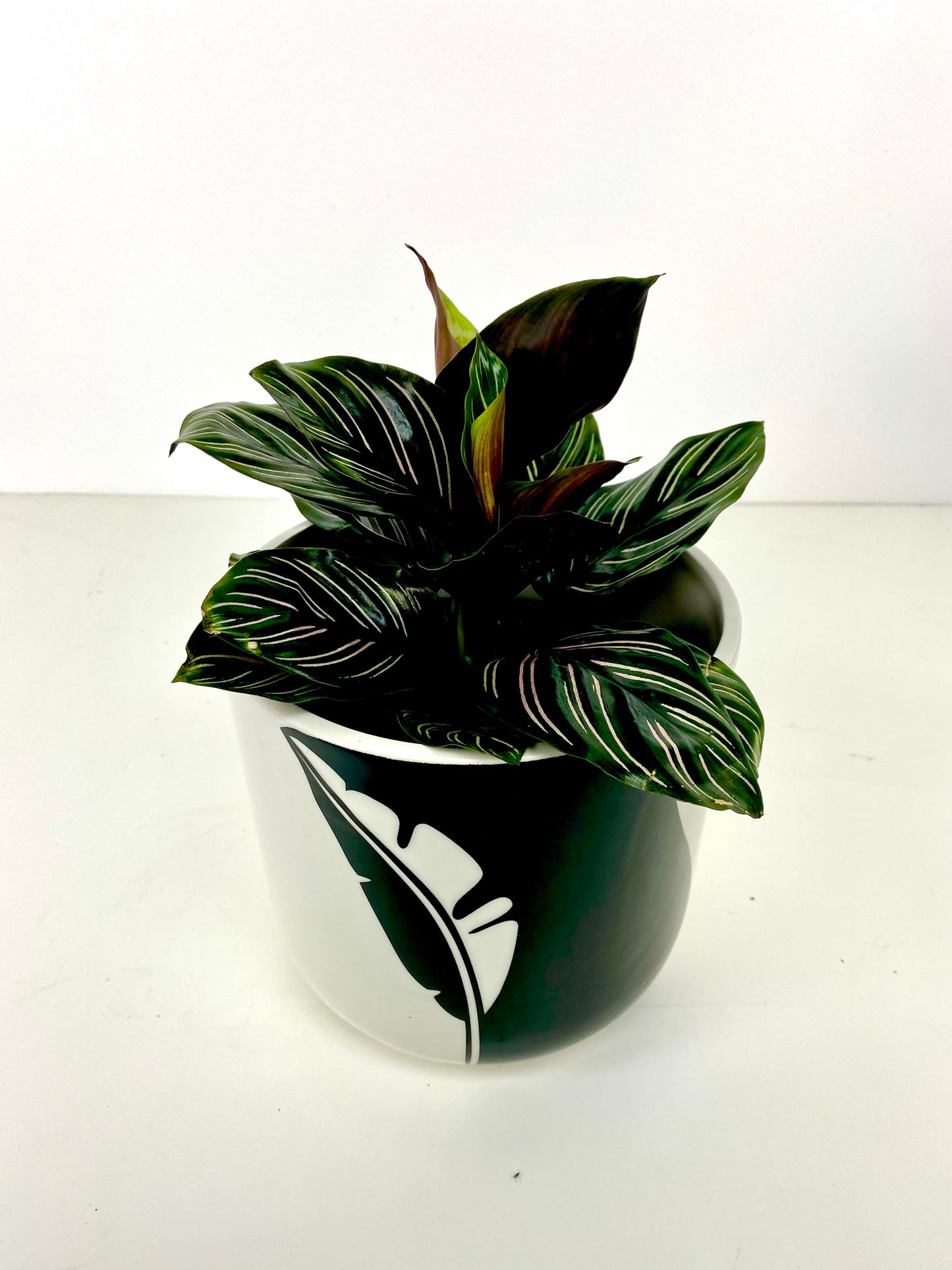 Two Tone Black Feather Planter