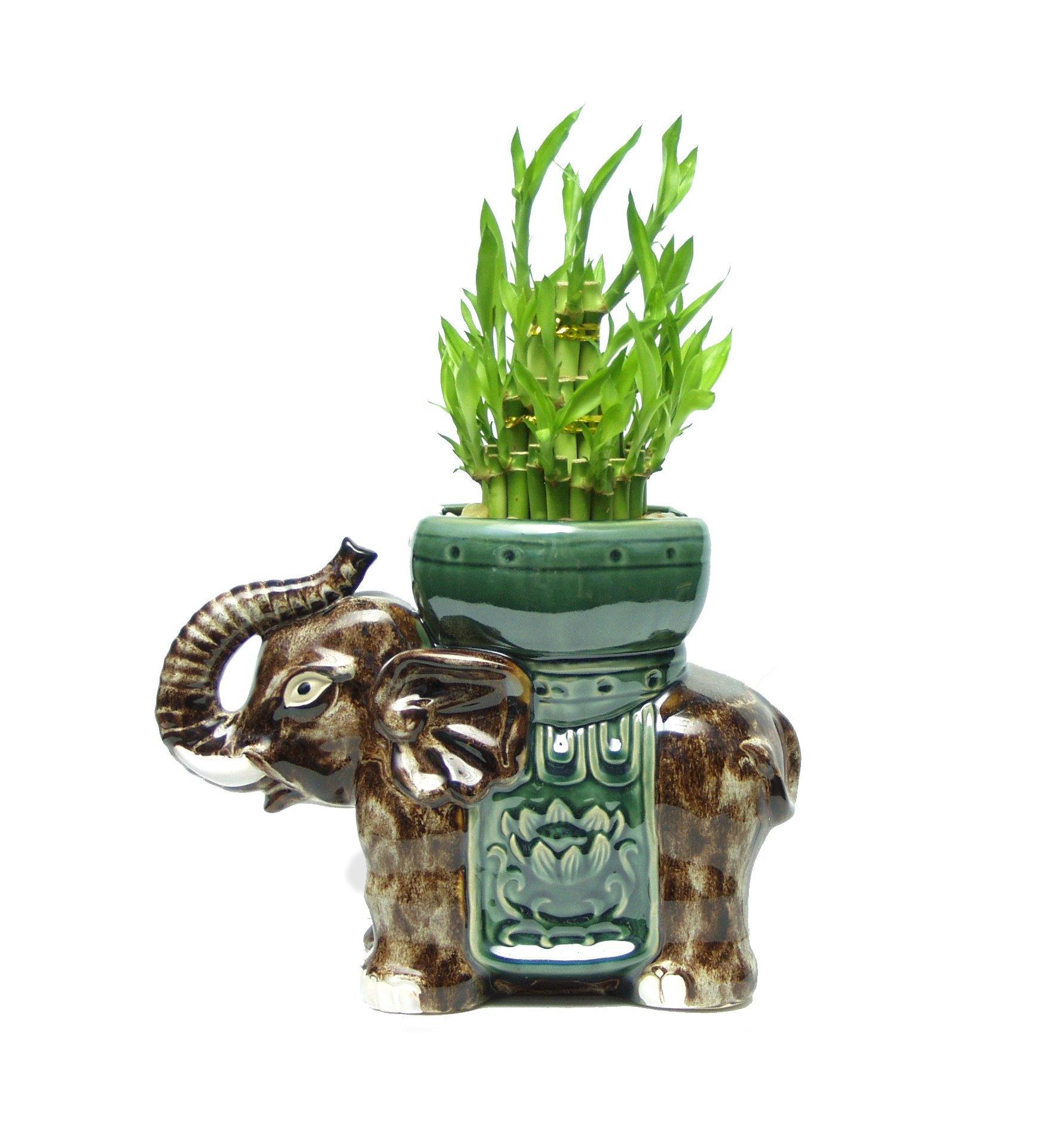 lucky bamboo elephant vase Trunk-up Tower (elephant) – Plant Club