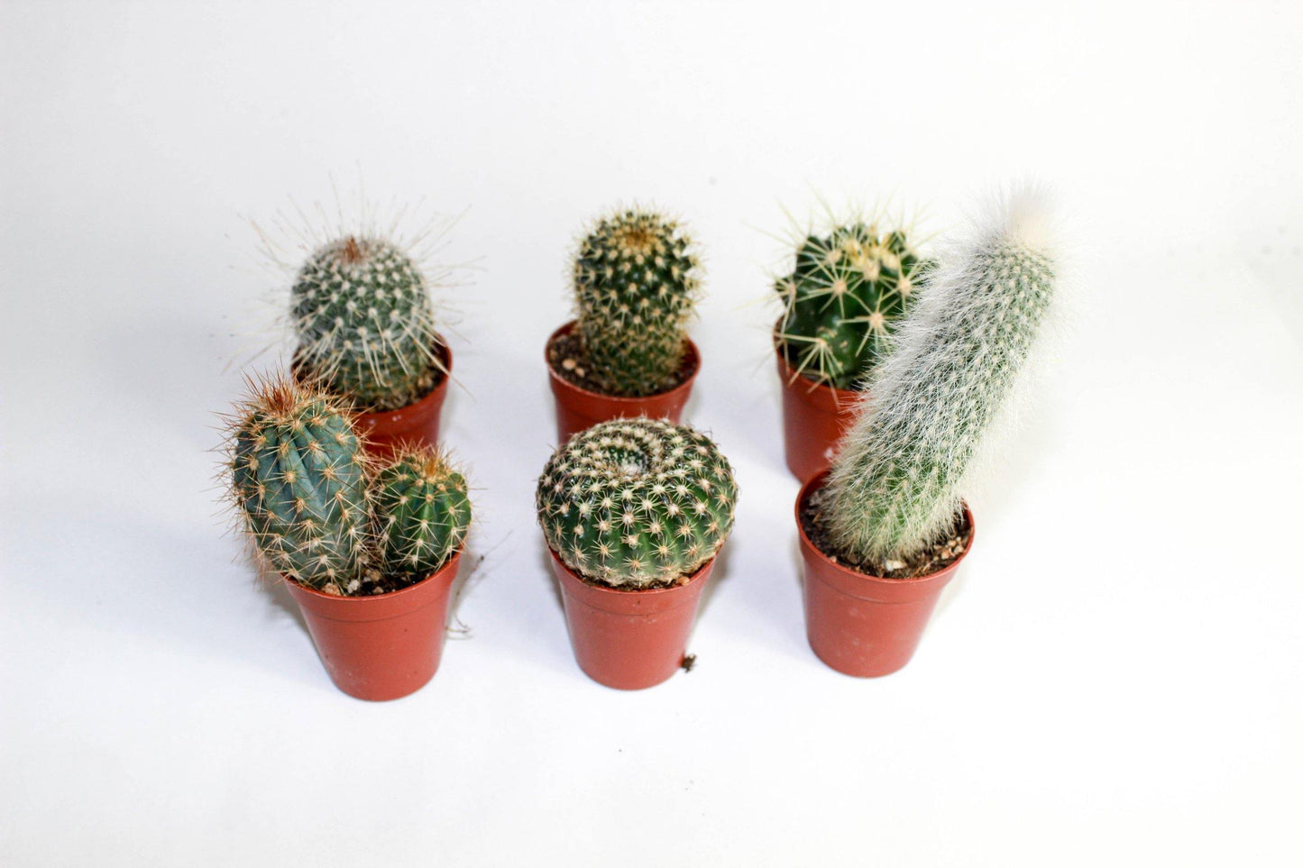 Baby Spiky Cactus 1.5" (Single) - Geoponics Inc