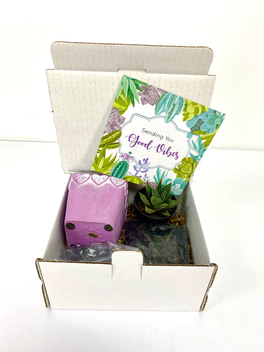 Happy Haworthia DIY Box