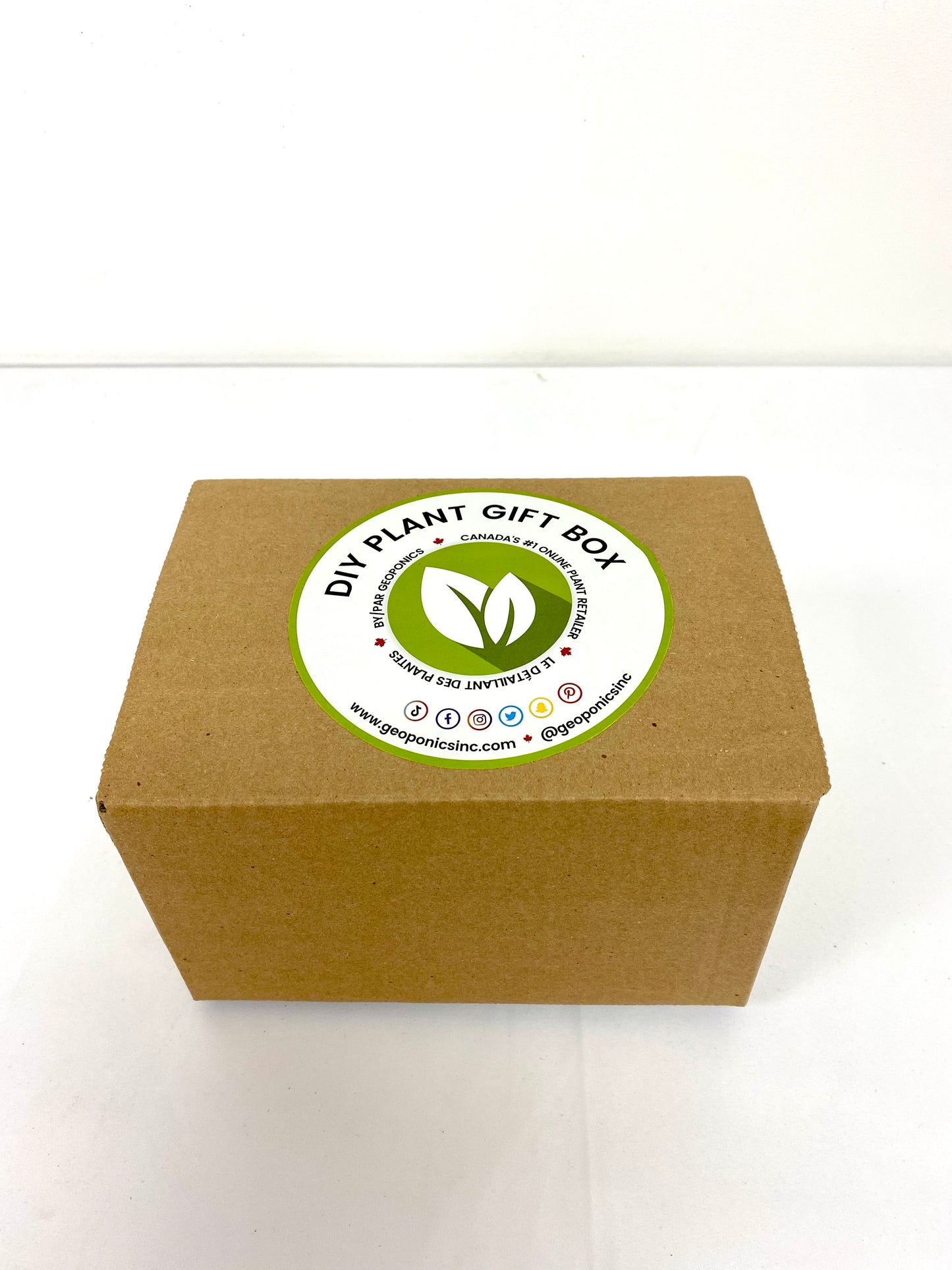 Hanging Terrarium DIY Plant Gift Box