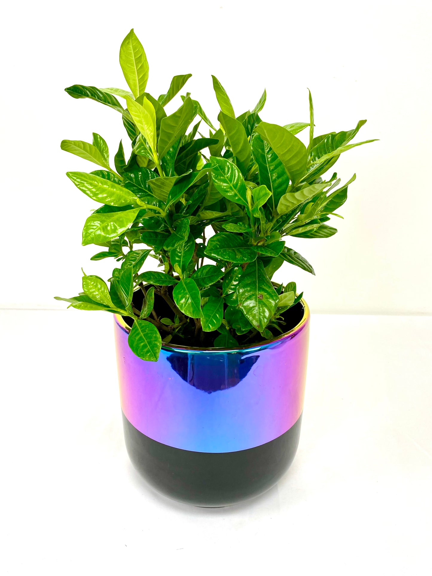 Gardenia (6”Grower Pot)