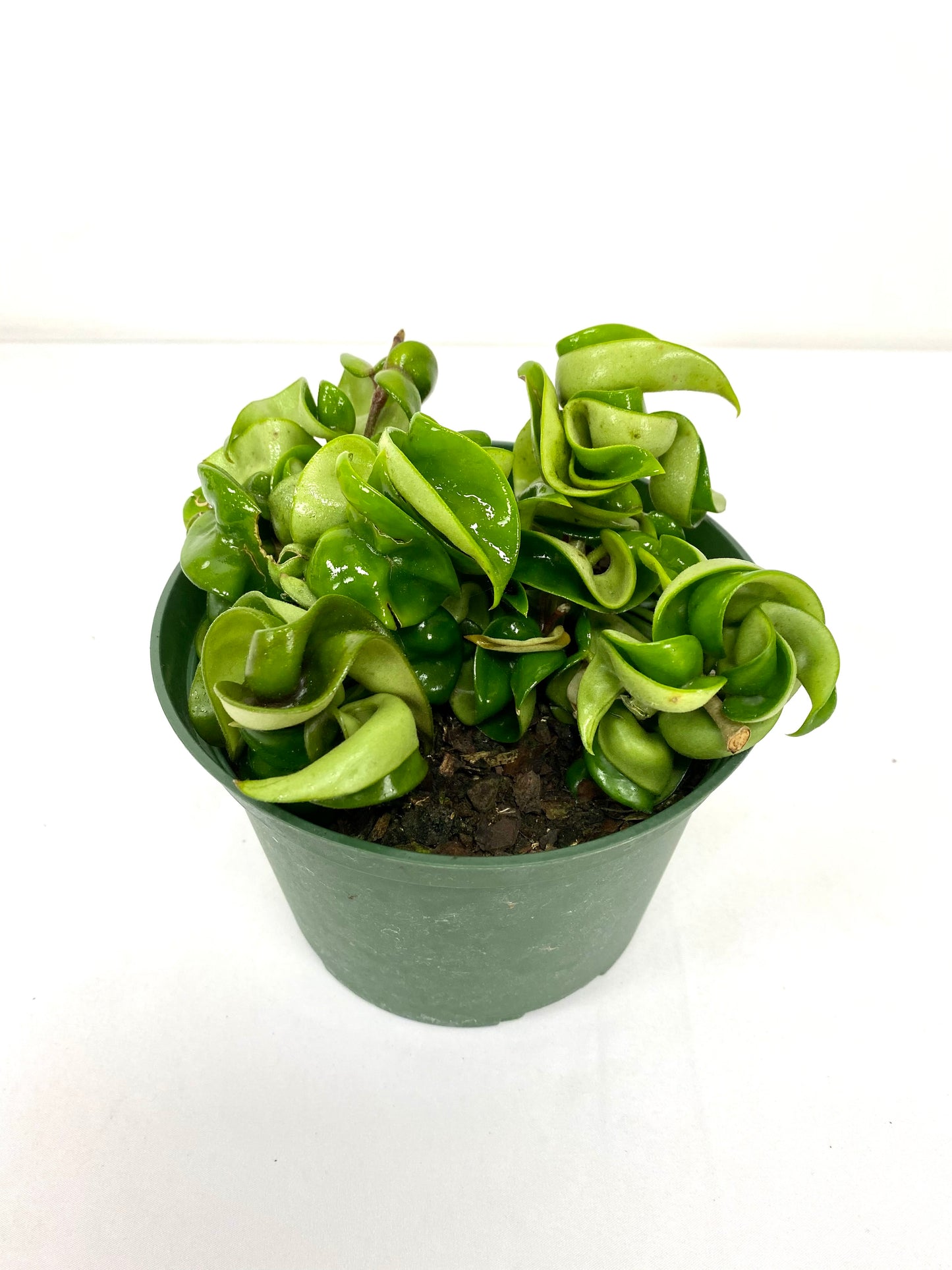 6" Hoya Hindu Rope in growing pot