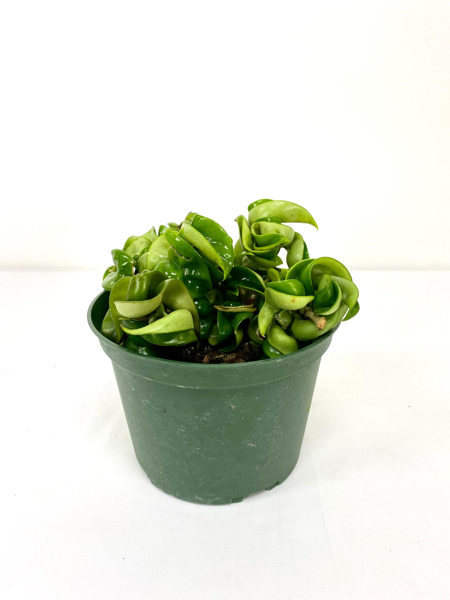 6" Hoya Hindu Rope in growing pot