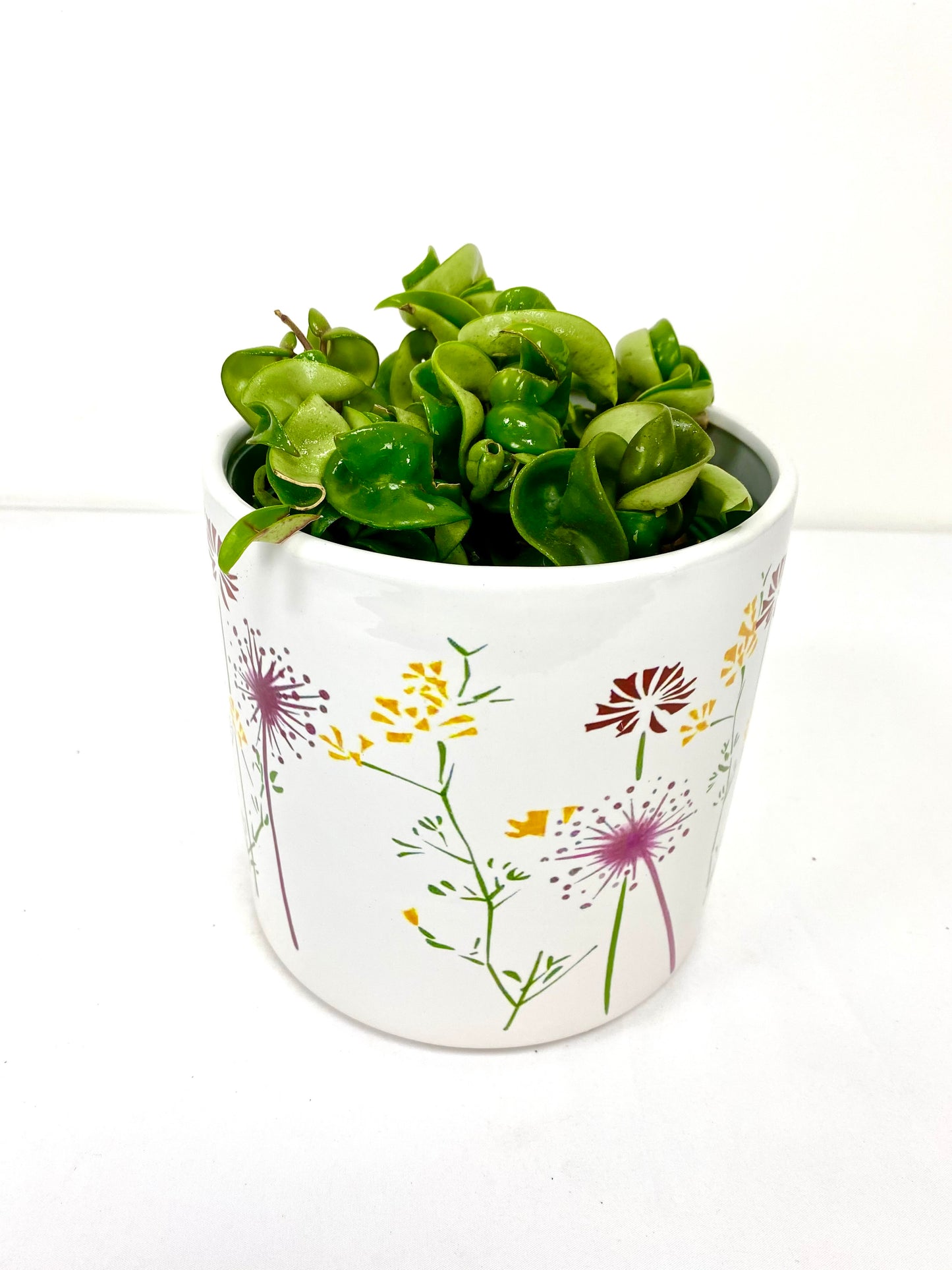 6" Hoya Hindu Rope in growing pot