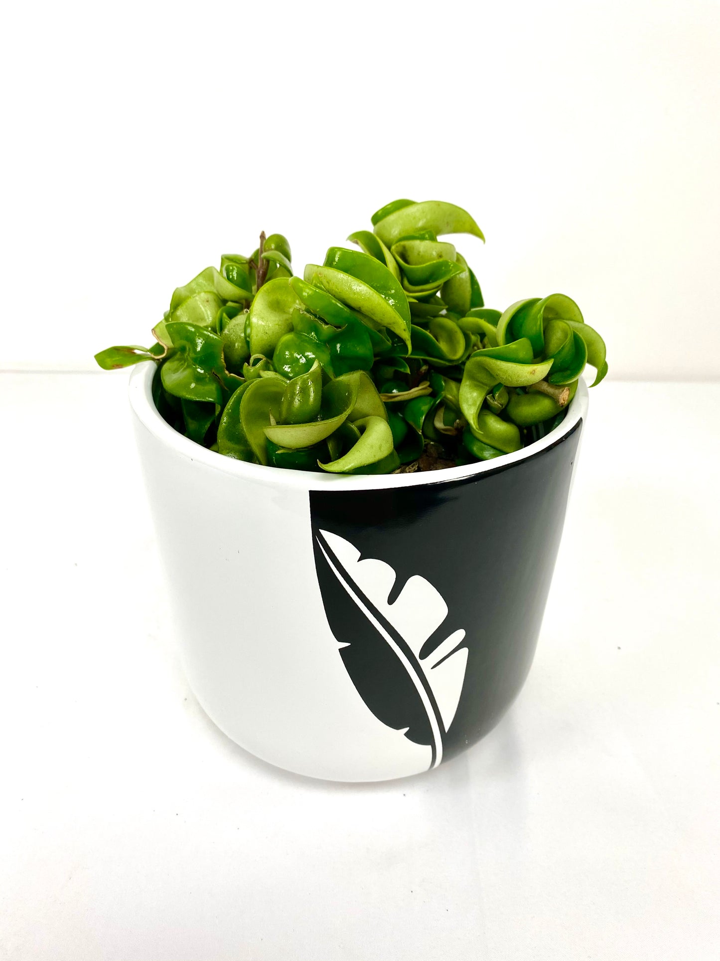 6" Hoya Hindu Rope in growing pot