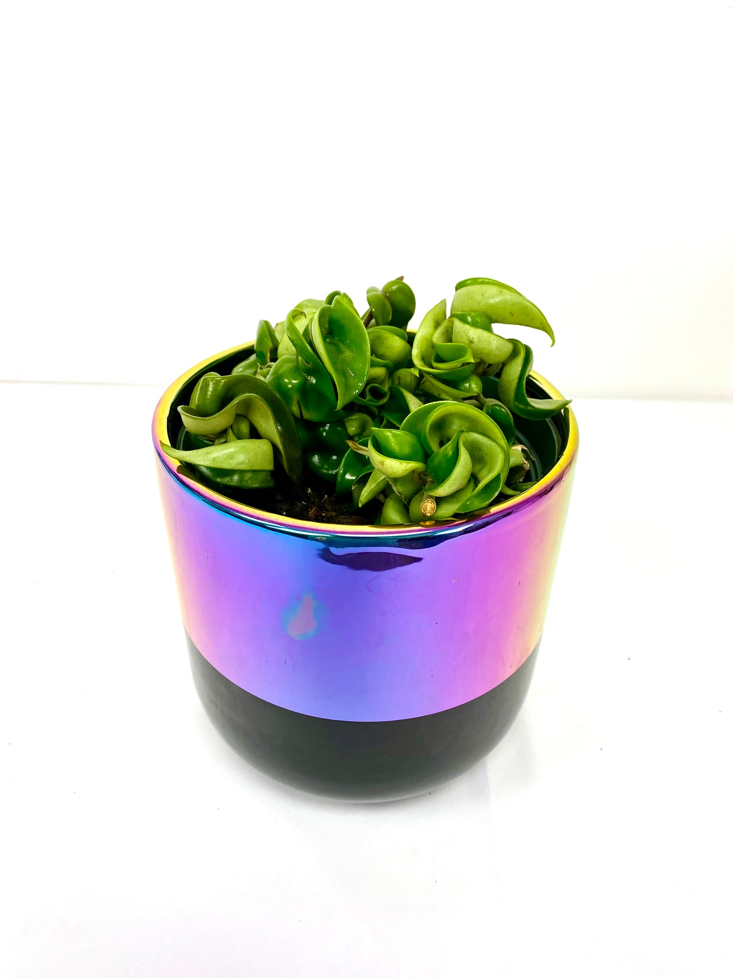 6" Hoya Hindu Rope in growing pot