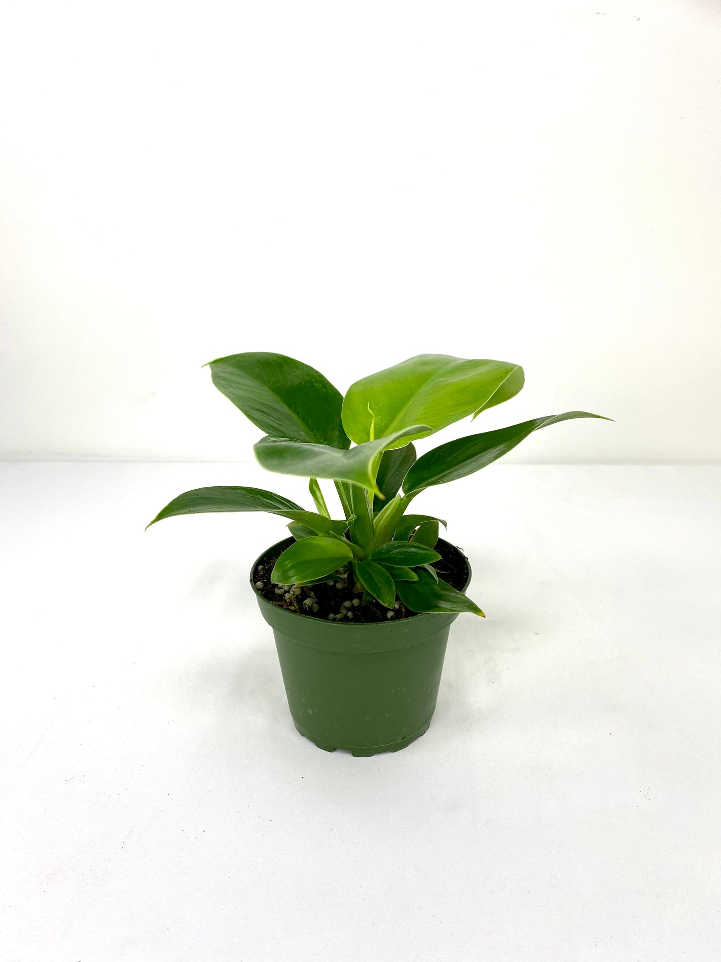 4" Philodendron Green