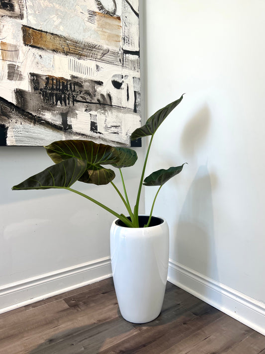 Alocasia (planter not included)assorted