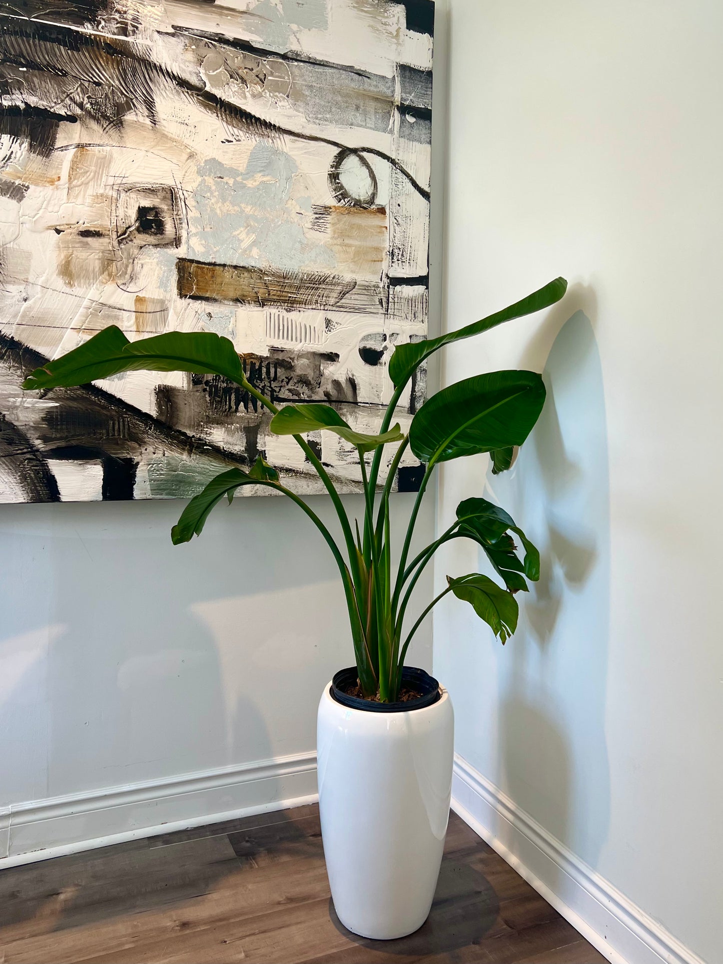 Bird of Paradise with white pot
