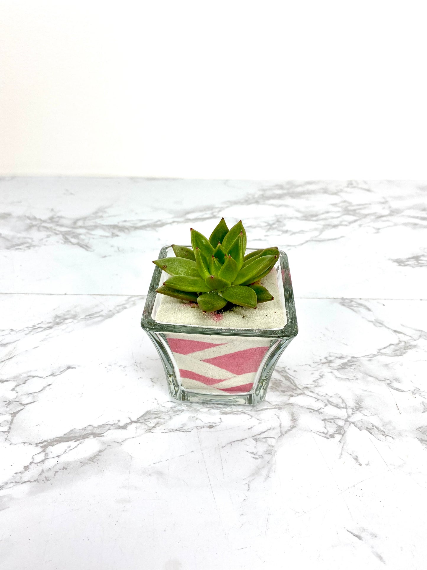 Sand Succulent DIY Plant Gift Box