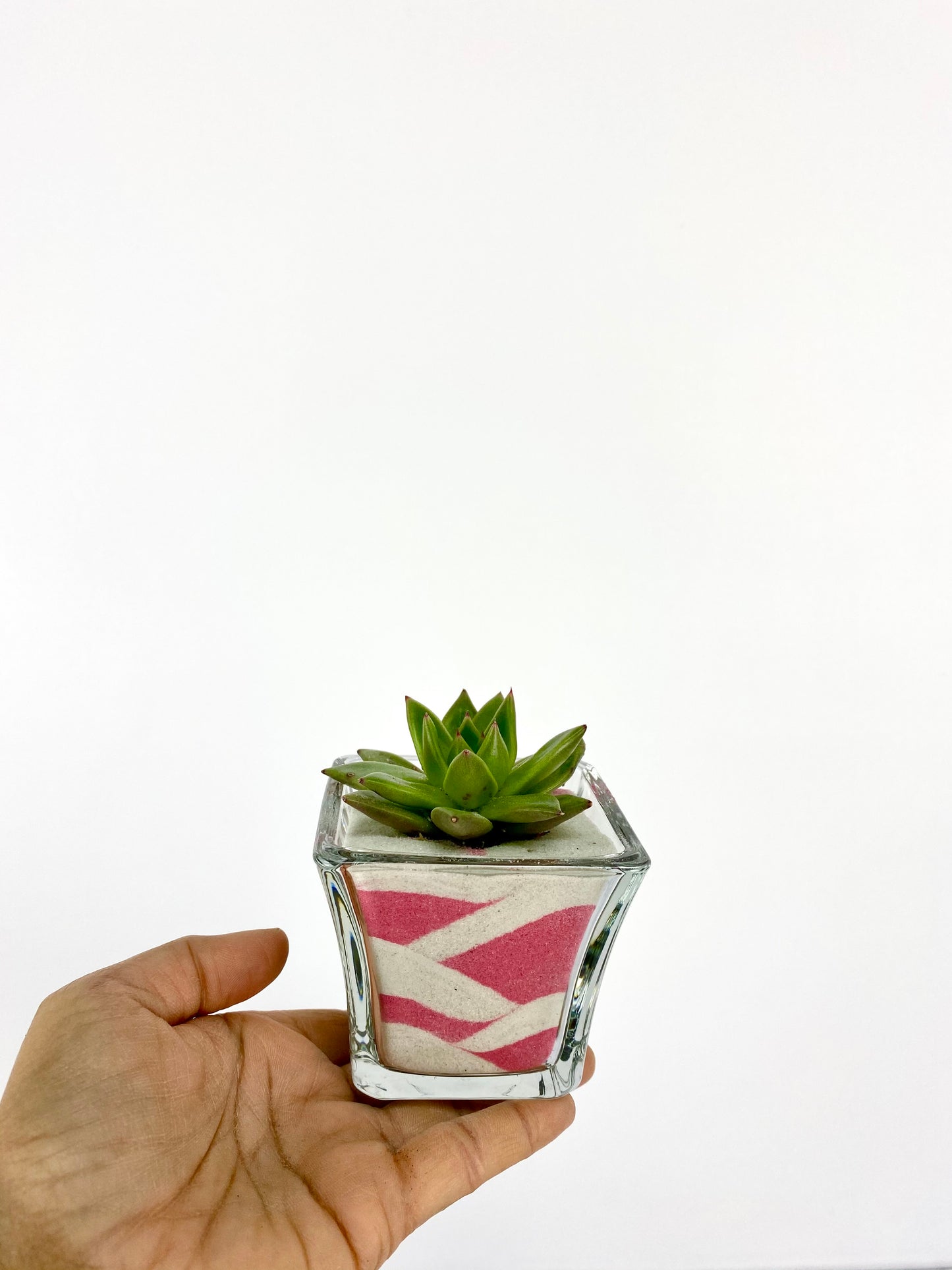 Sand Succulent DIY Plant Gift Box