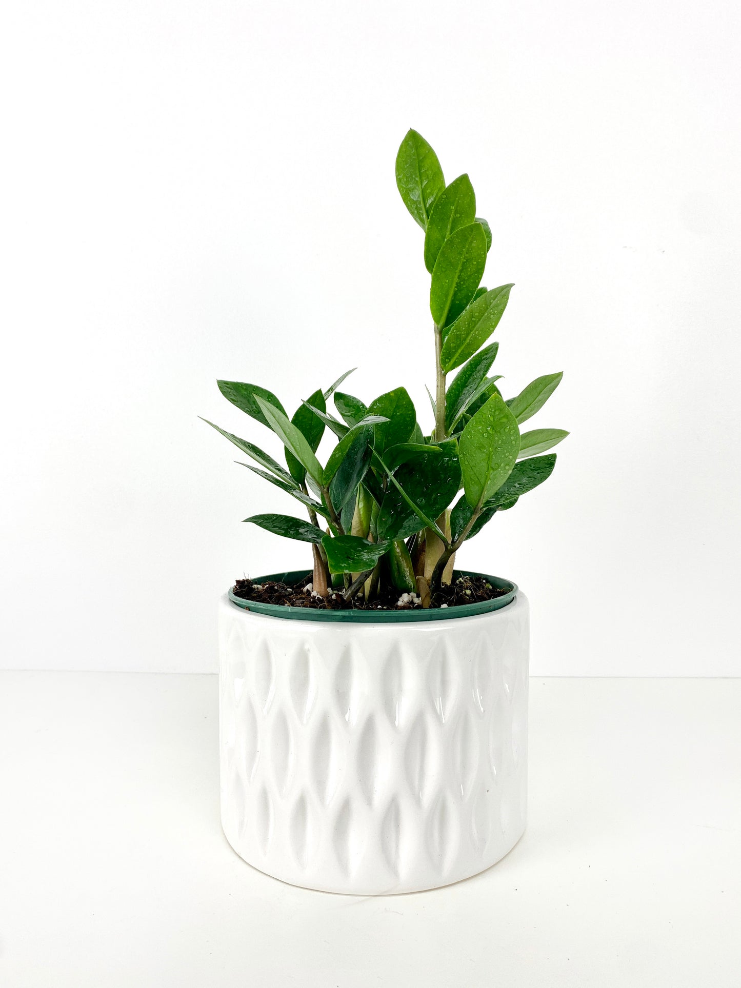 Zamioculcas zamiifolia (ZZ)green