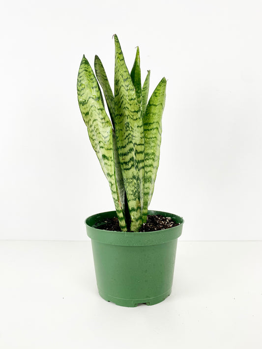 Snake Plant (green stripes)