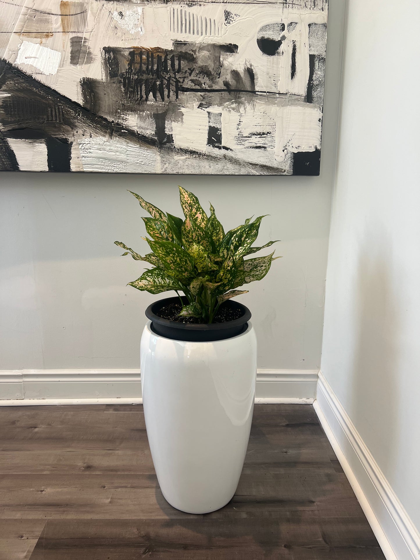 Aglanoma Red Valentine