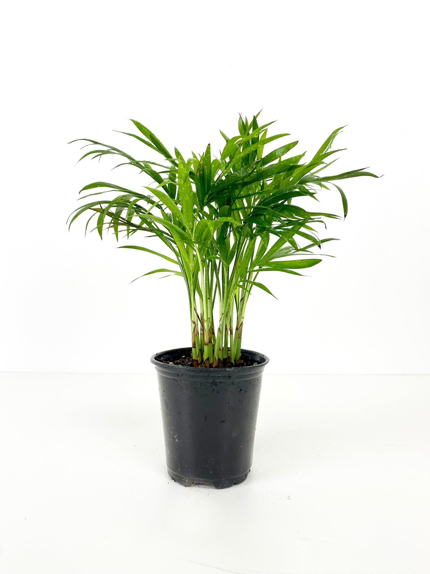 Assorted Palm Family | Palm Parlour (in growing pot)