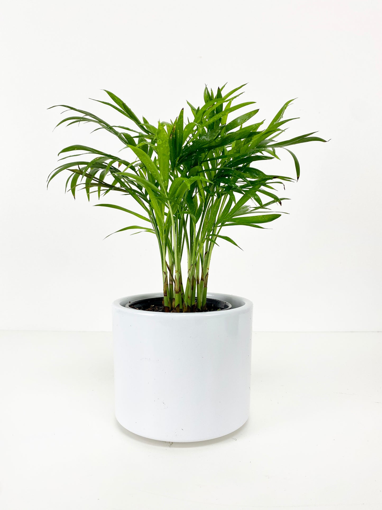 Assorted Palm Family | Palm Parlour (in growing pot)