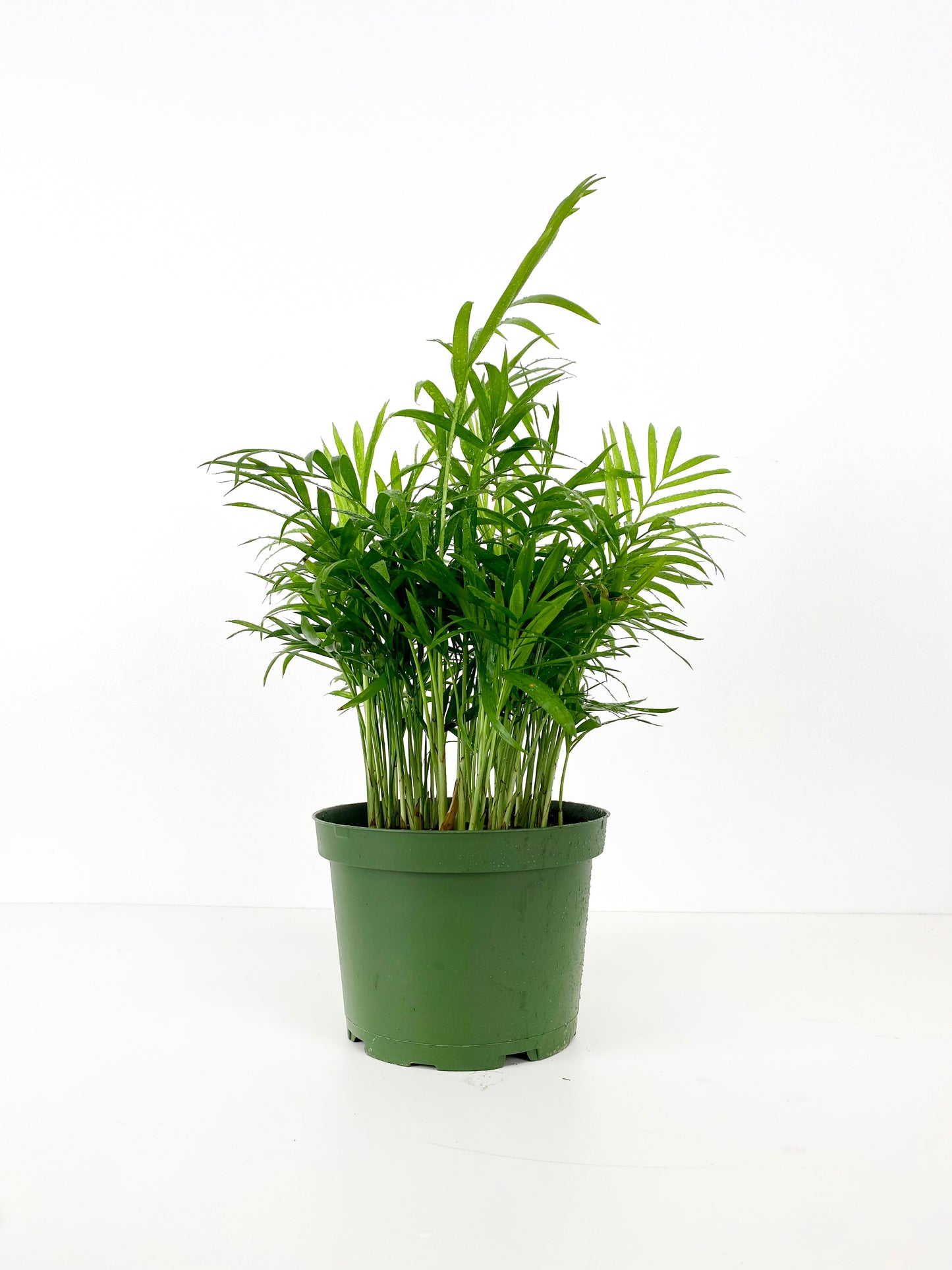 Assorted Palm Family | Palm Parlour (in growing pot)