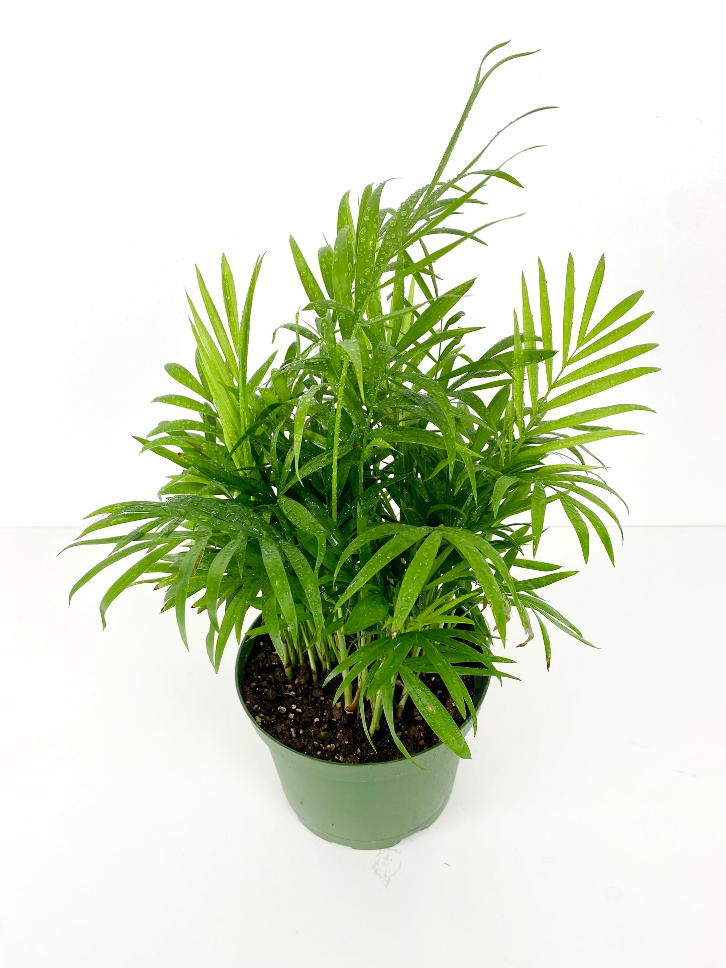 Assorted Palm Family | Palm Parlour (in growing pot)