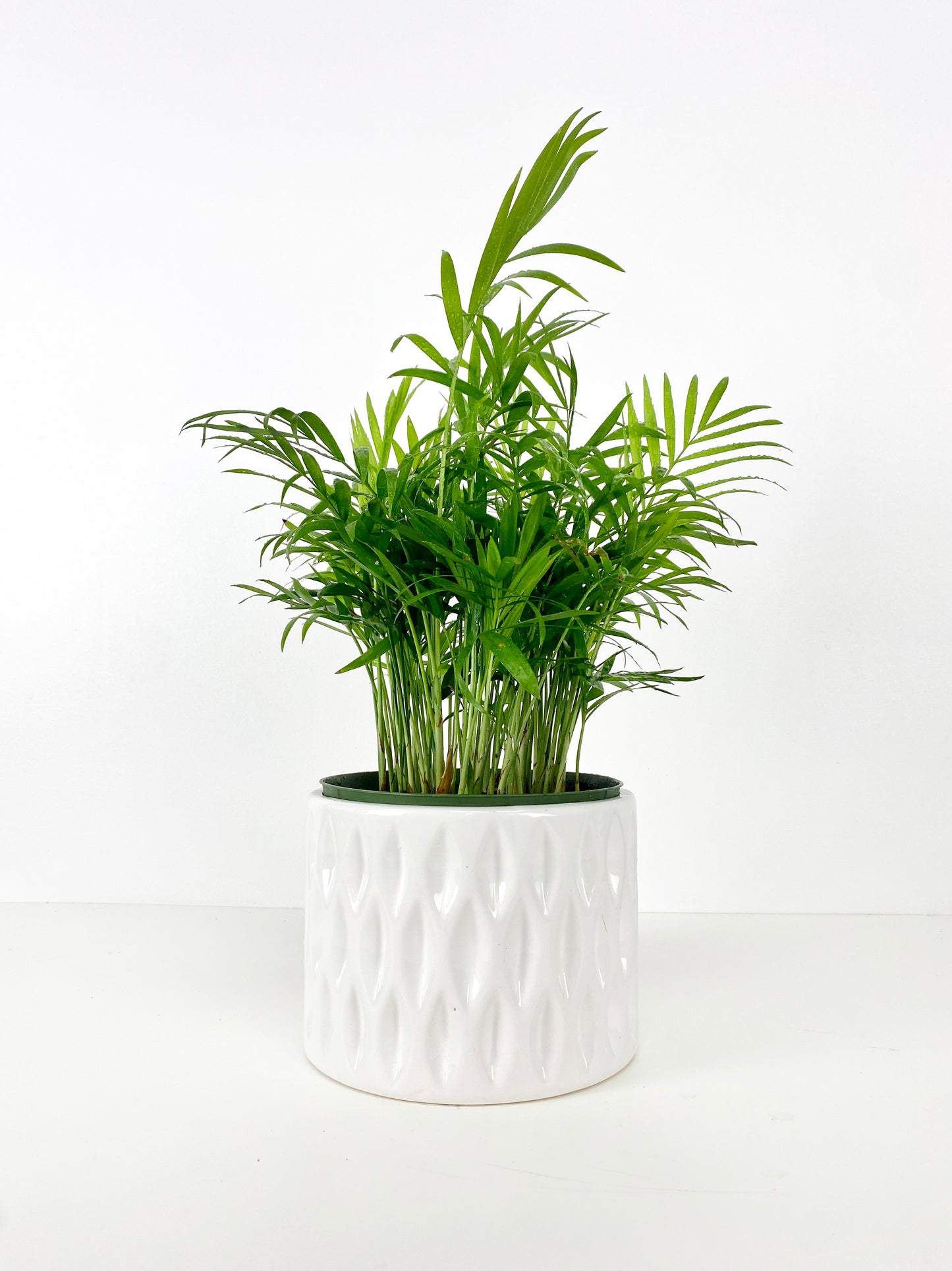 Assorted Palm Family | Palm Parlour (in growing pot)