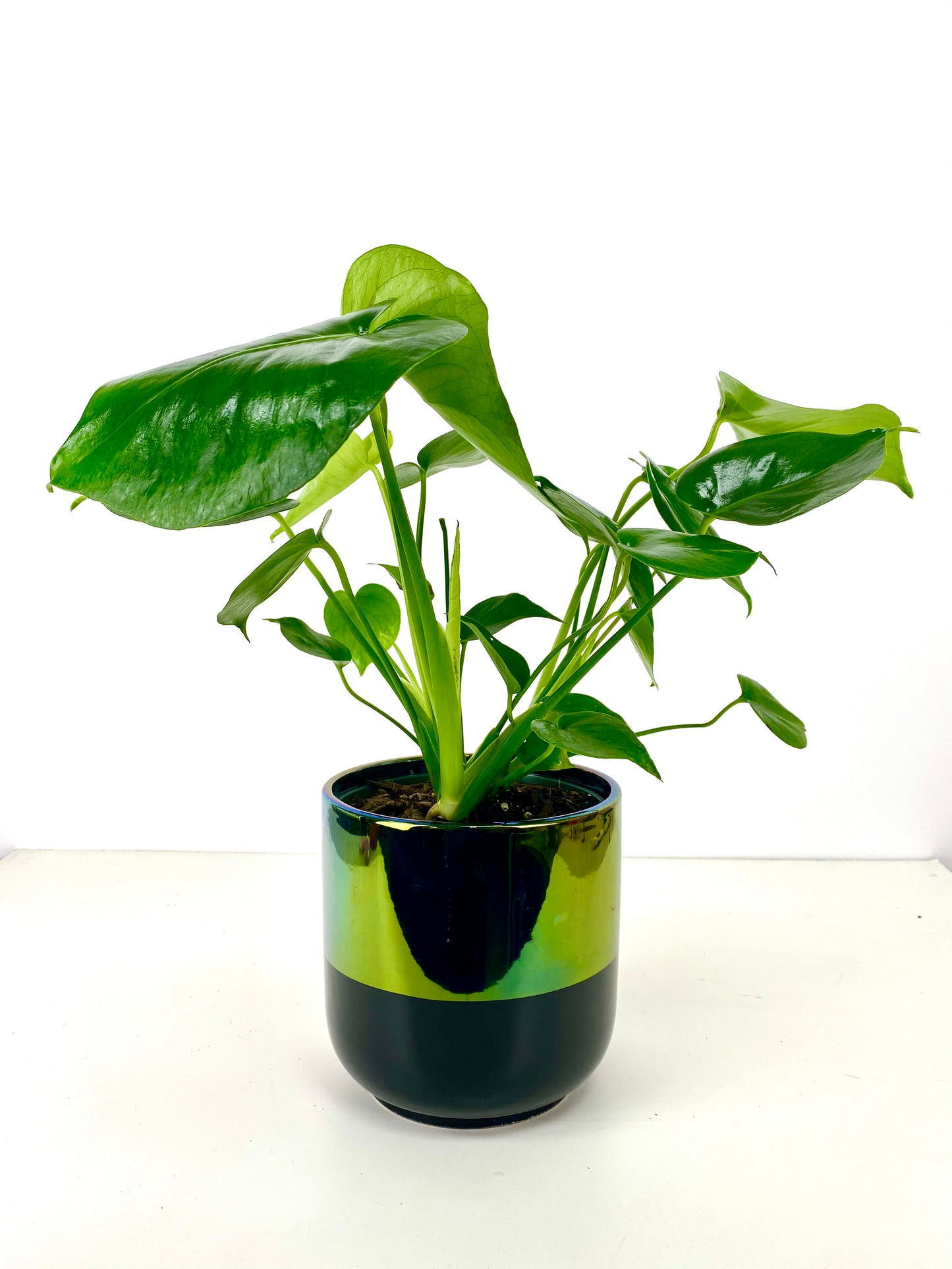 Two Tone Black Chrome Planter