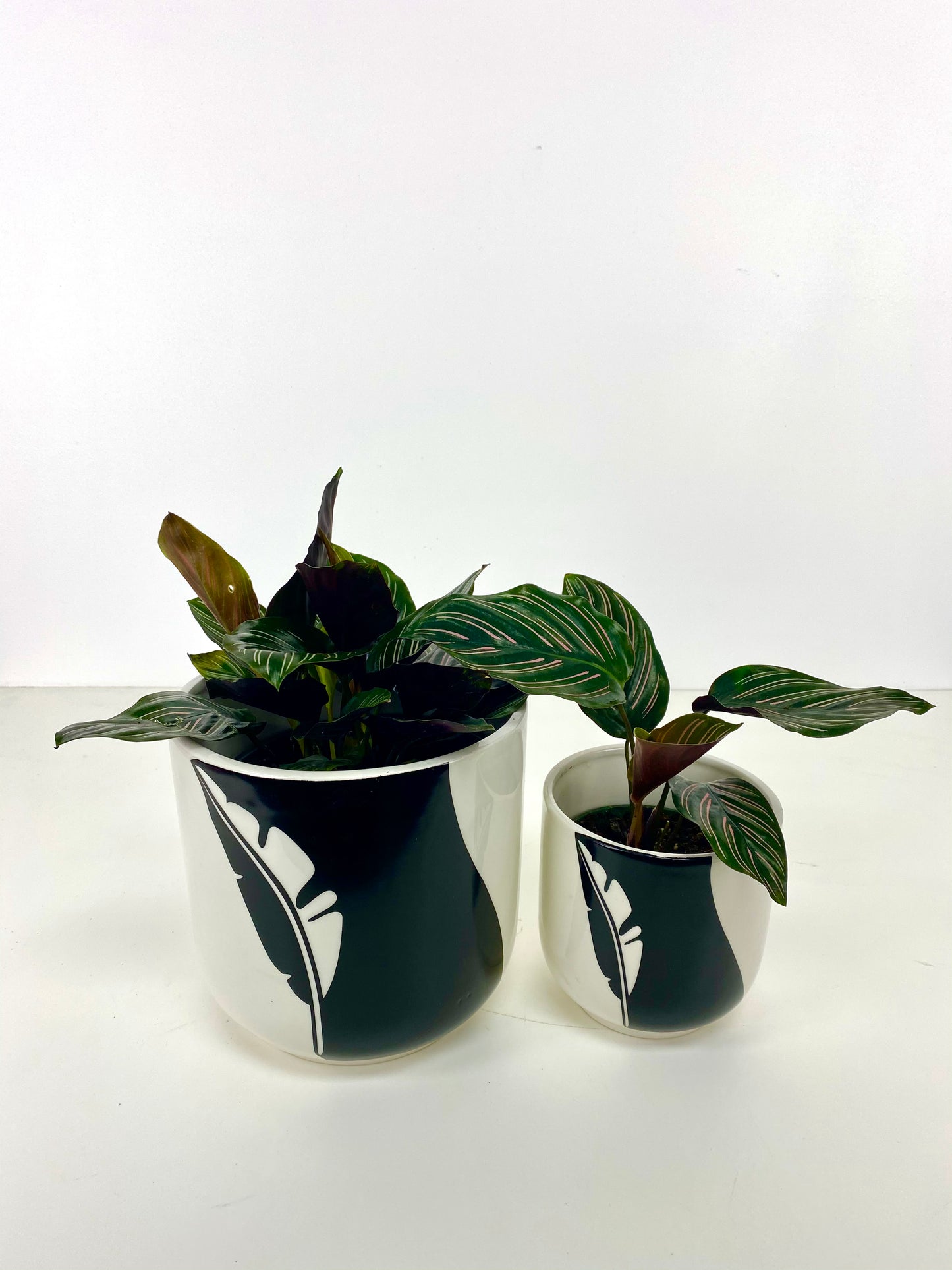 Two Tone Black Feather Planter