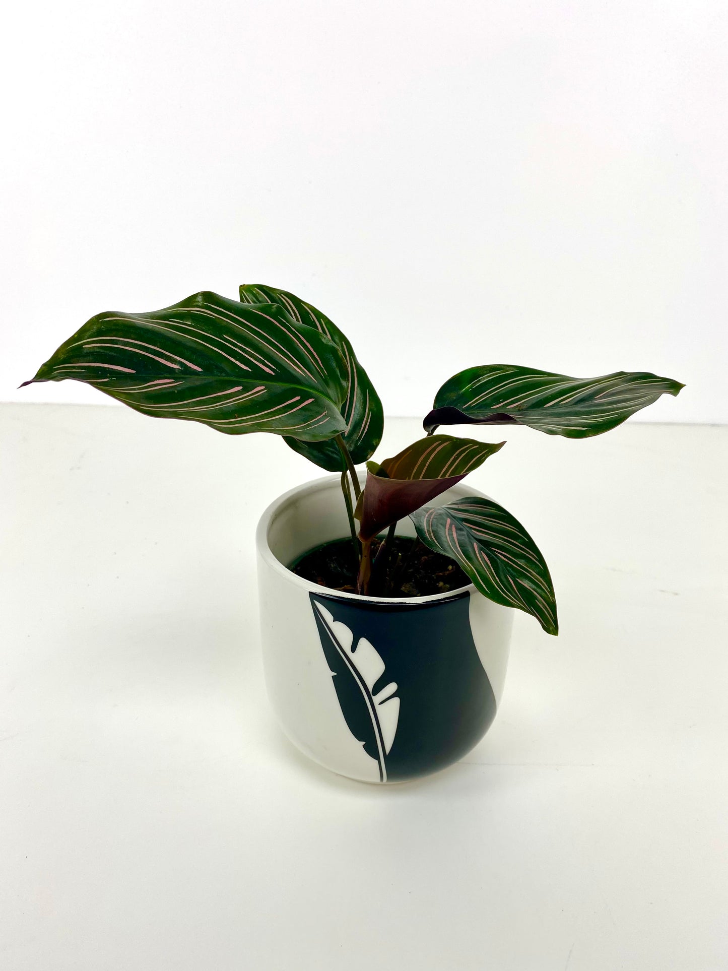 Two Tone Black Feather Planter