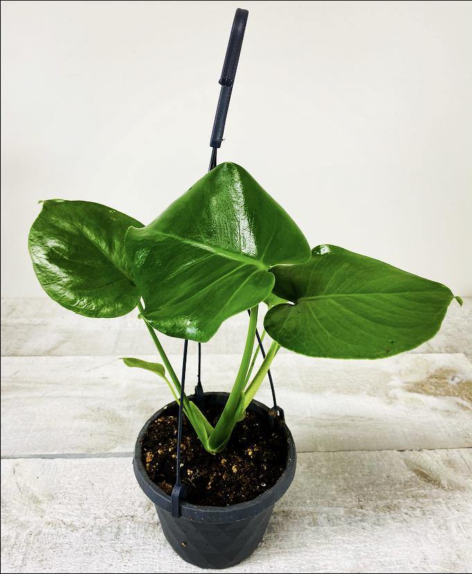 dwarf split leaf philodendron 6" Philodendron Split Leaf (Grower Pot) – Plant Club