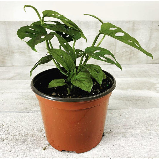 6" Swiss Cheese ( Grower Pot) - Geoponics Inc