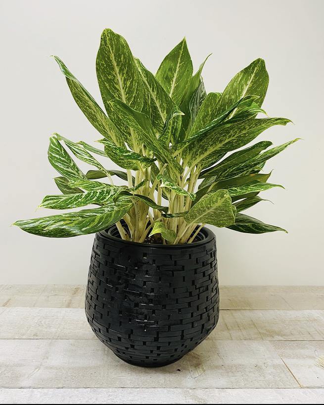 10" Aglaonema Golden Maddonna (Grower pot) ( Planter not included) - Plant Club | Geoponics