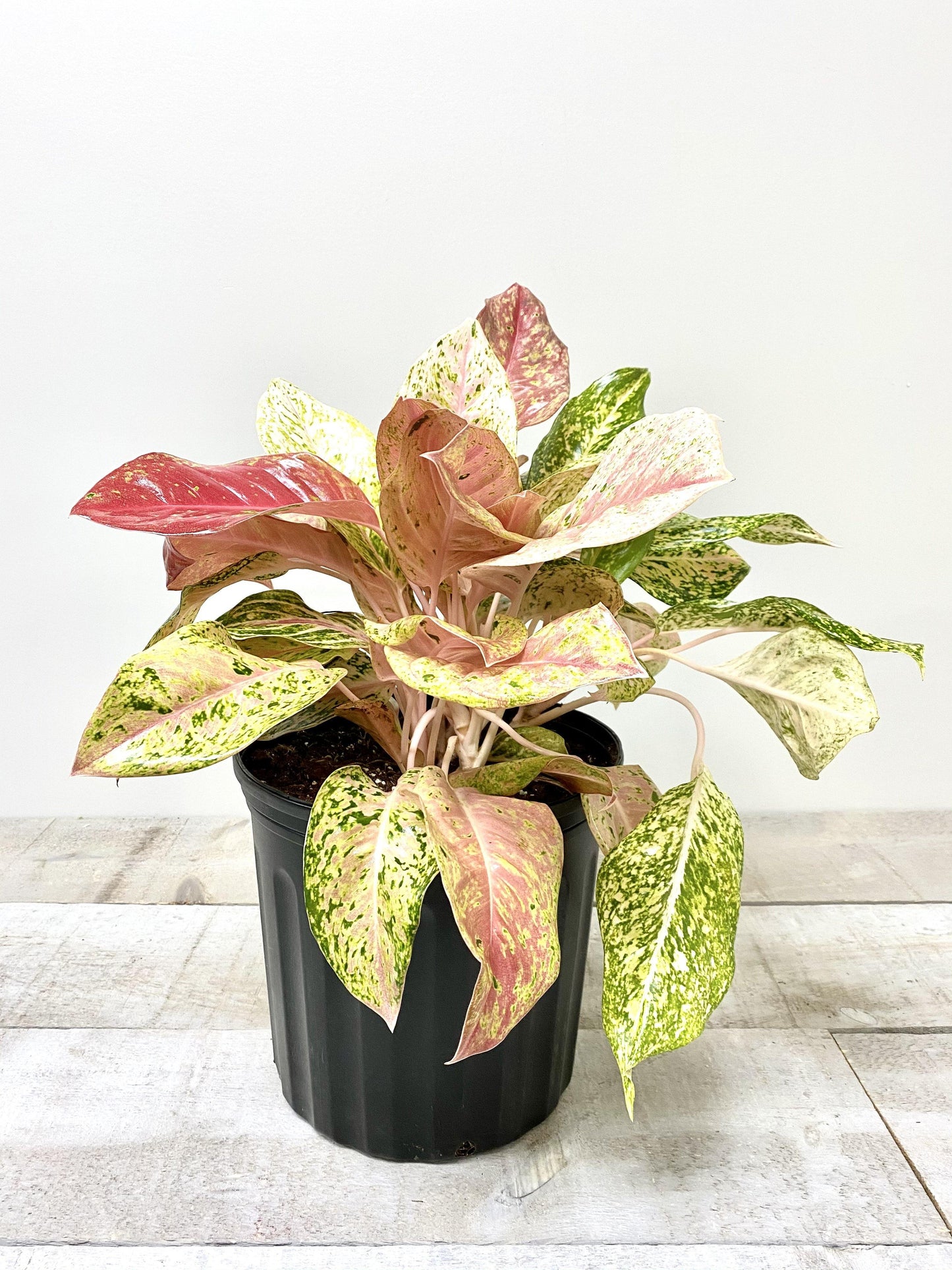 10" Aglaonema Red Valentine (Grower Pot) (Planter Not Included) - Plant Club | Geoponics