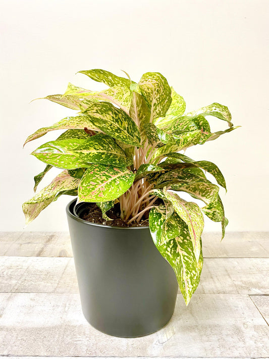 10" Aglaonema Red Valentine (Grower Pot) (Planter Not Included) - Plant Club | Geoponics