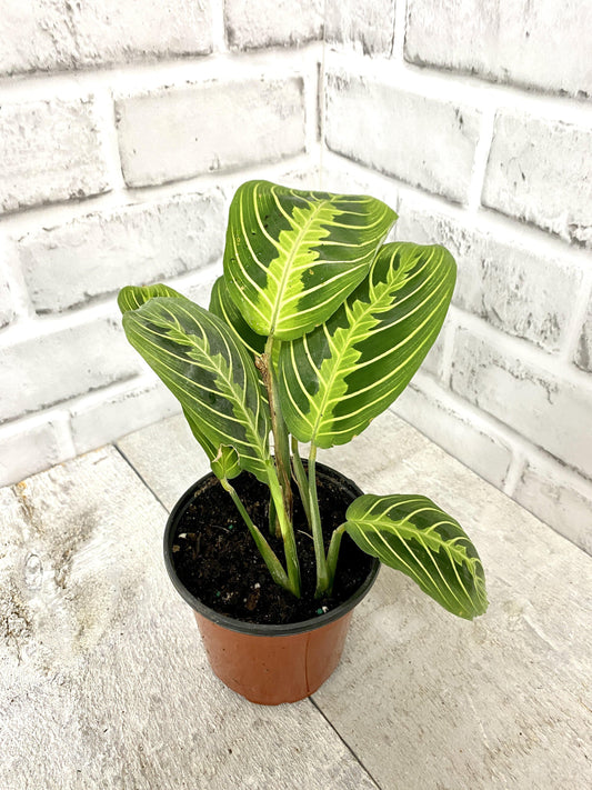 4" Prayer Plant Lime ( Grower Pot) - Plant Club | Geoponics