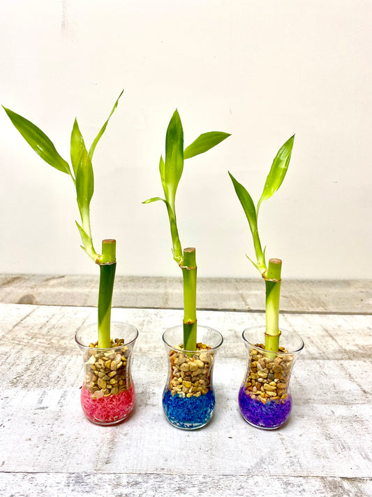 Mini favors ( Assorted Colors)