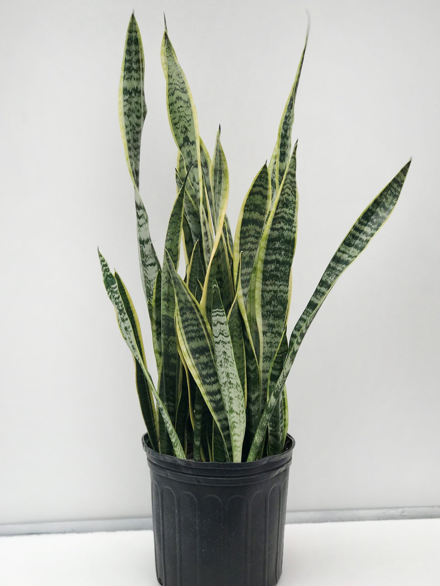 Snake Plant (green stripes)