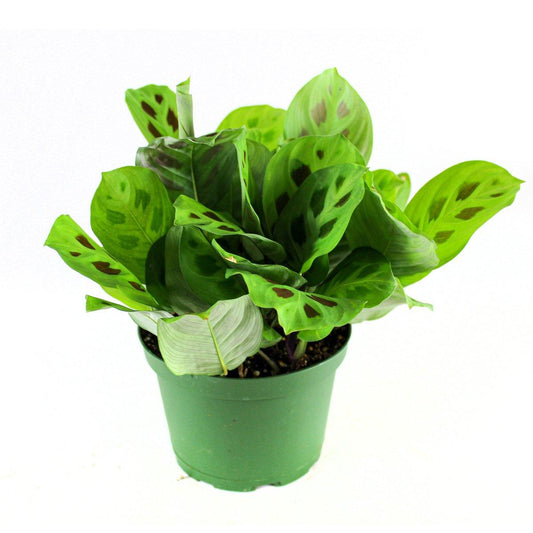 Prayer Plant (Foliage Green leaves) - Geoponics Inc