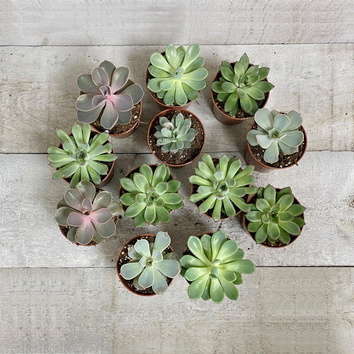 AWESOME ECHEVERIA (MULTI-PACK) - Geoponics Inc