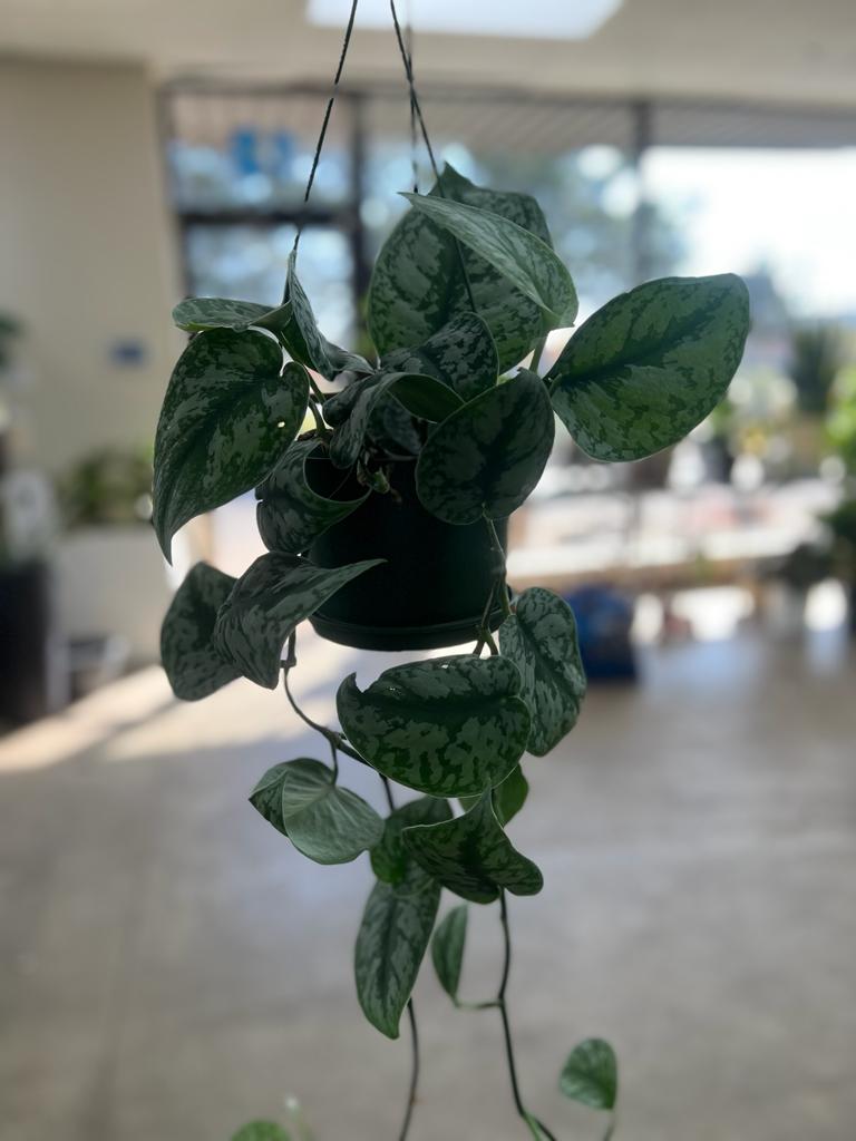 Silver Satin Pothos