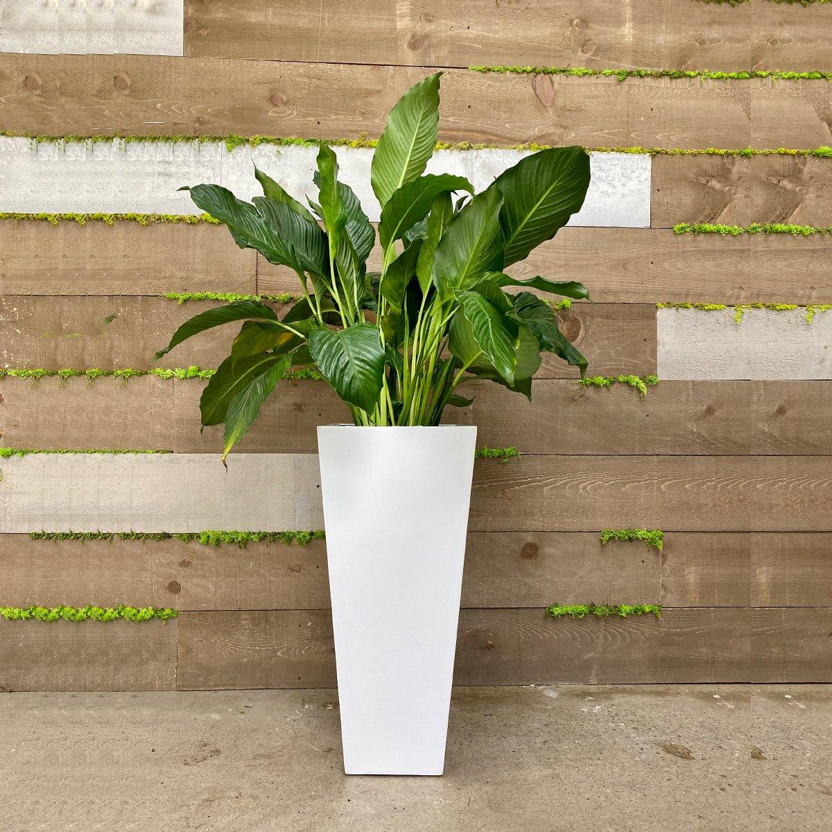 Tall Square White Planter - Geoponics Inc