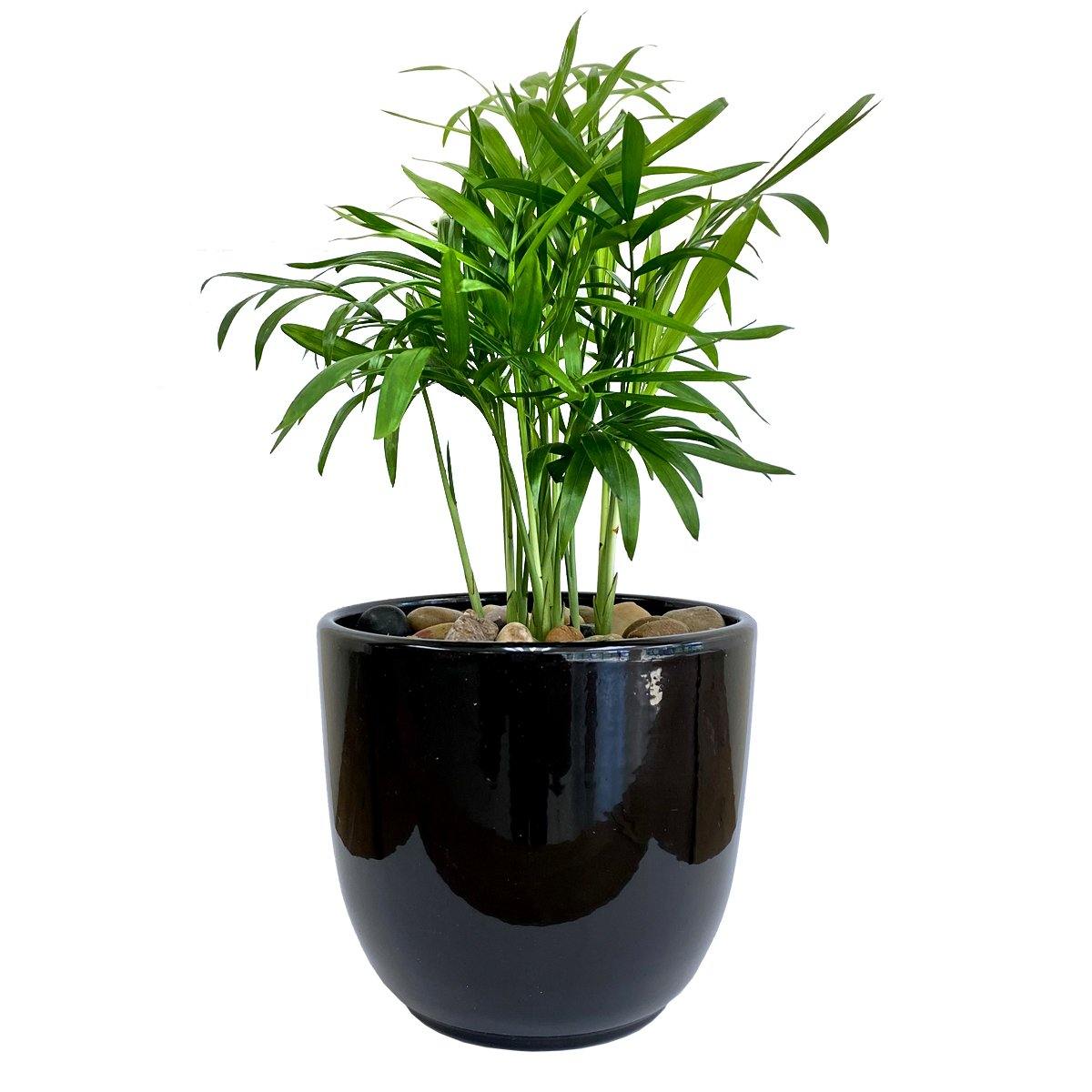 Palm Springs - Geoponics Inc